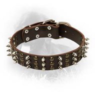 Leather Newfoundland Collar with Spikes and Studs