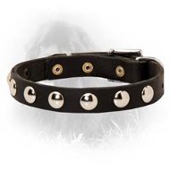 Newfoundland Leather Collar Decorated with Half-Ball Studs