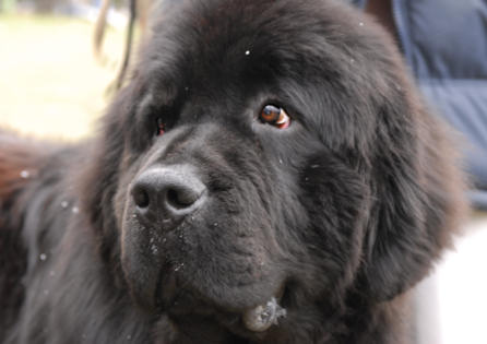 Newfoundlands dog breed