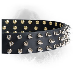 Nickel Spikes on Newfoundland Leather Collar