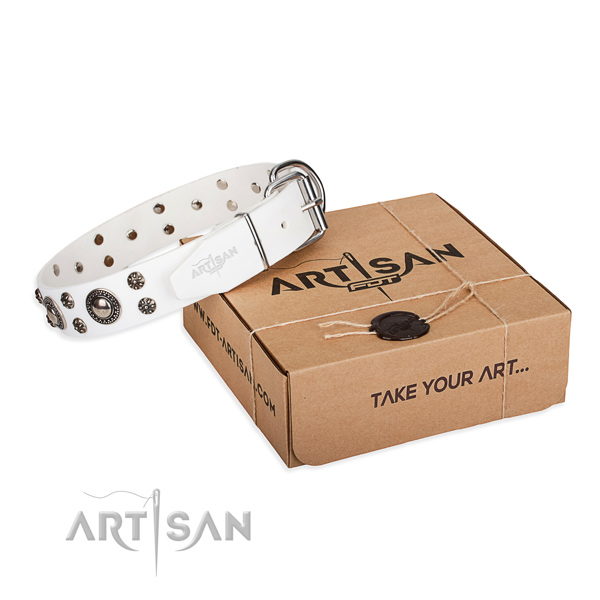 Incredible full grain leather dog collar for everyday walking
