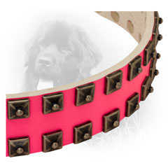 Silver-Like Studs on Pink Newfoundland Collar