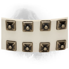 Silver-Like Studs on White Newfoundland Collar