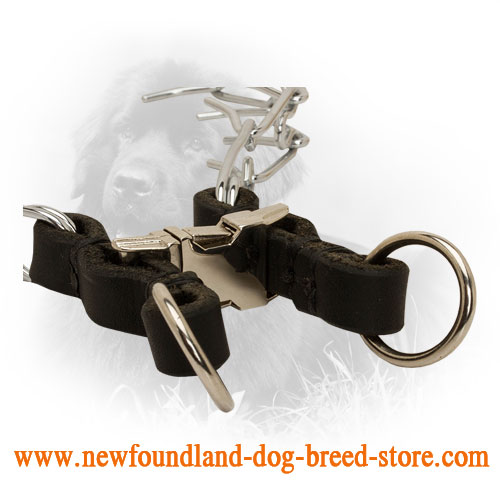 Quick Release Buckle on Chrome Plated Newfoundland Pinch Collar