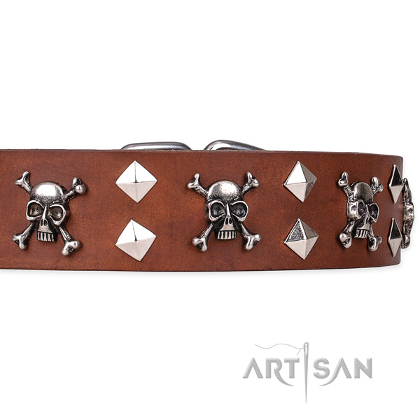 Daily leather dog collar with exciting adornments