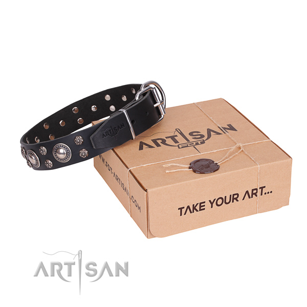 Day-to-day leather dog collar with exceptional adornments