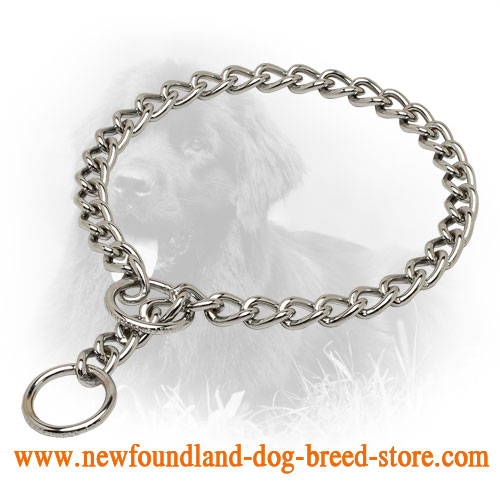 Smooth Newfoundland Choke Collar for Obedience Training