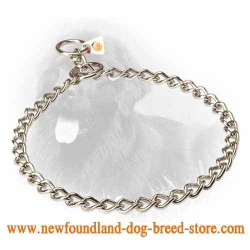 Newfoundland Choke Collar for Obedience Training