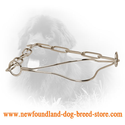 Chrome Plated Newfoundland Collar for Dog Shows 