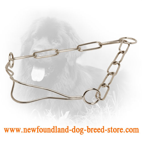 Chrome Plated Newfoundland Collar for Dog Shows with Fur Saving Links