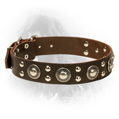 Leather Newfoundland Collar with Rustproof Studs