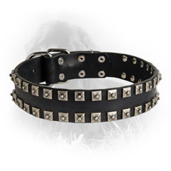 Silver-Like Studs on Leather Newfoundland Collar