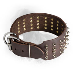 Spiked Newfoundland Collar with Nickel Plated Fittings