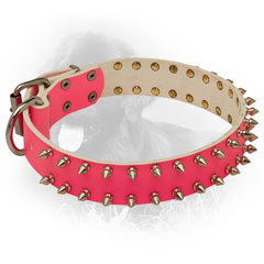 Spiked Leather Newfoundland  Collar 