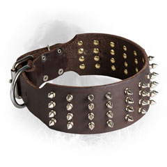 Newfoundland Collar with Nickel Plated Spikes