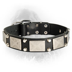 Newfoundland Leather Collar Nickel Plates Cones