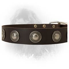 Leather Collar for Stylish Dogs