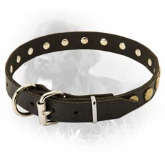 Newfoundland Dog Leather Collar Steel Nickel Plated Fittings