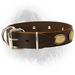 Newfoundland Leather Collar Steel Nickel Plated Fittings