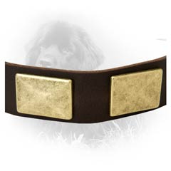 Leather Collar for Stylish Dogs