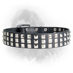 Newfoundland Leather Collar Spiked