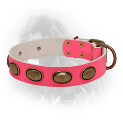 Newfoundland Leather Collar Steel 