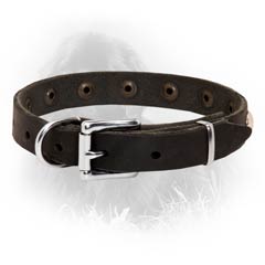 Newfoundland Leather Collar Special Nickel Buckle