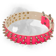 Newfoundland Leather Collar of Pink Color