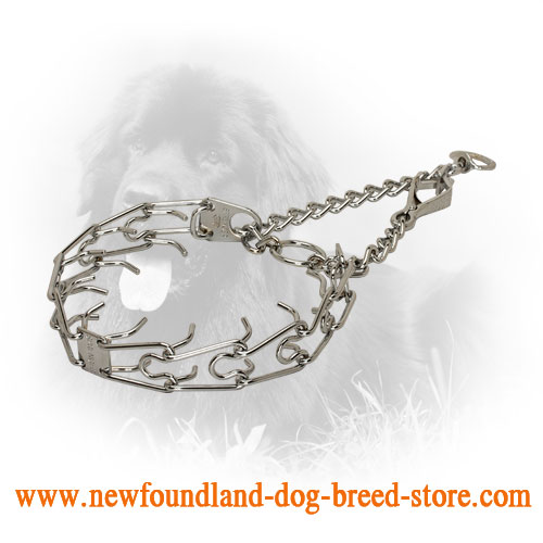 HS Newfoundland Prong Collar of High Quality