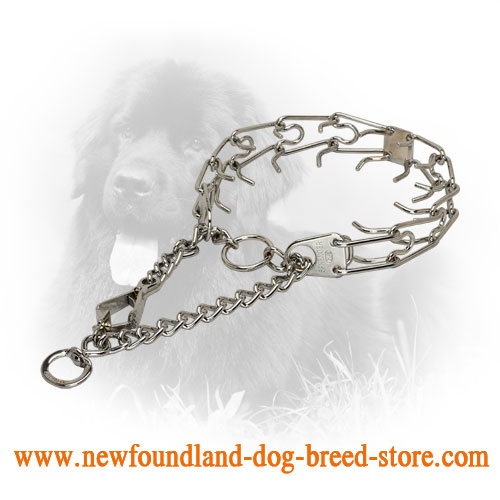 Chrome Plated Newfoundland Prong Collar for Training