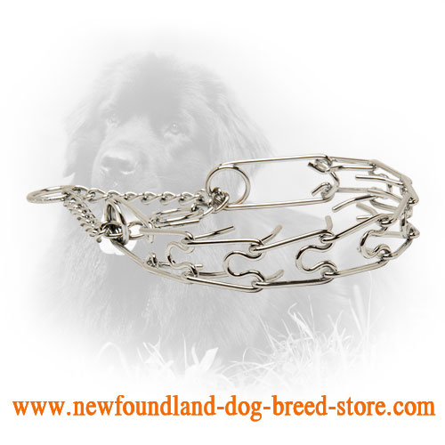 Chrome Plated Newfoundland Pinch Collar for Training Sessions
