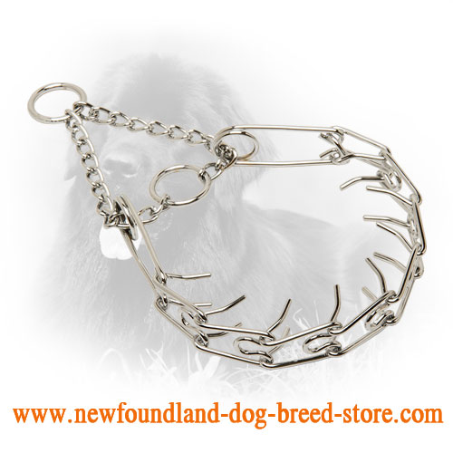 Smooth Newfoundland Pinch Collar with Evenly Arranged Prongs