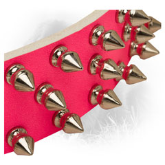 Nickel Spikes on Newfoundland Leather Collar Steel 
