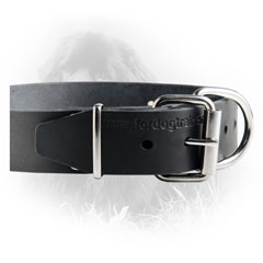 Nickel Buckle Newfoundland Leather Collar