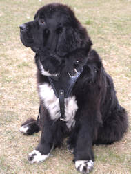 dog harness for Newfoundland