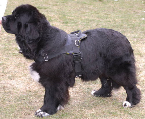 Durable All Weather Nylon Newfoundland Harness