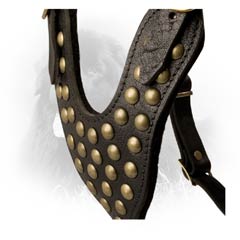 Brass Studs on Leather Newfoundland Harness