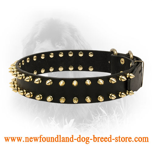 Designer Leather Newfoundland Collar with 2 Rows of Brass Spikes