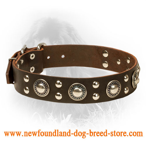 Designer Studded Leather Newfoundland Collar