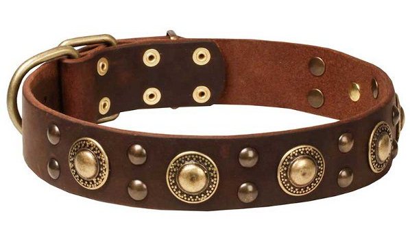 Leather Newfoundland Collar with Shining Brass Decorations