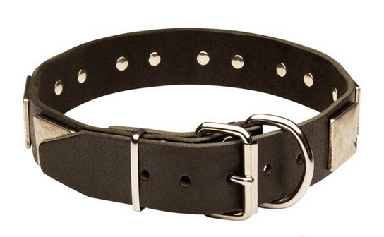 Leather Newfoundland Collar with Vintage Nickel Plated Plates