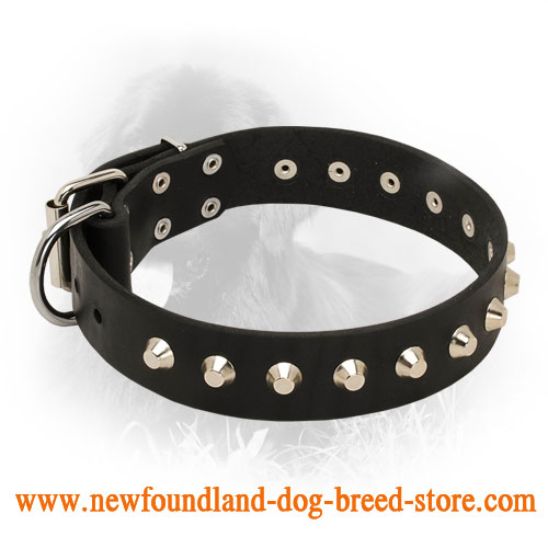 Shiny Leather Newfoundland Collar with Nickel Plated Pyramids