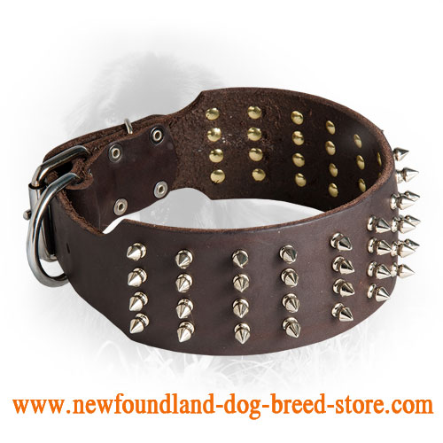 Extra Wide Leather Newfoundland Collar with Nickel Plated Spikes