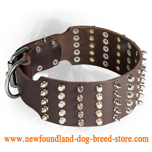 3 Inch Leather Newfoundland Collar with Spikes and Studs