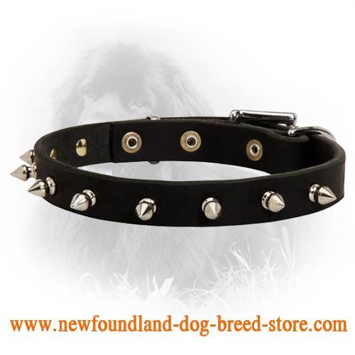Newfoundland Leather Collar Spiked 3/4 Inch