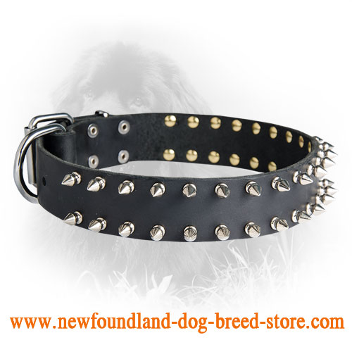 Newfoundland Leather Collar 2 Rows of Nickel Plated Spikes