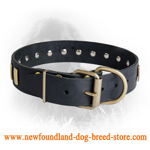 Newfoundland Leather Collar with 33 Brass Plates