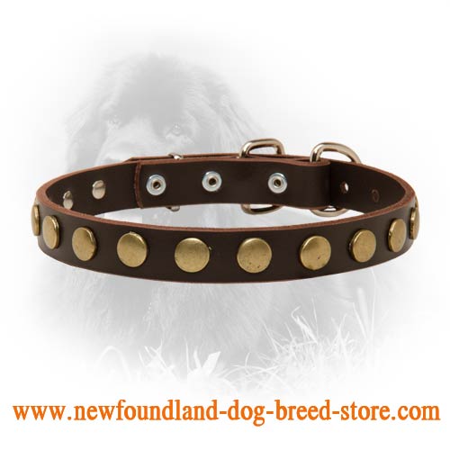 Newfoundland Leather Collar Brass Circles - Click Image to Close