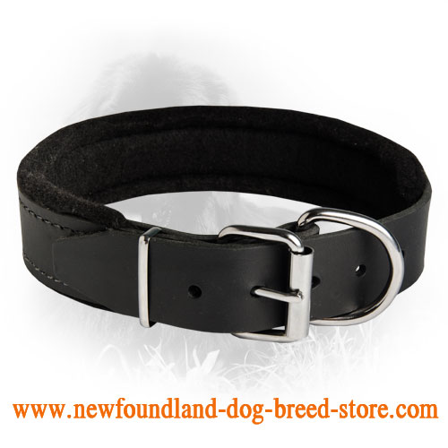 Newfoundland Durable Padded Leather Collar 40 mm