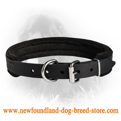 Padded Leather Collar 25 mm for Newfoundlands